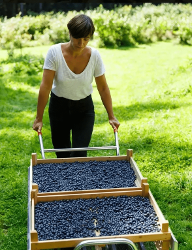 Fred & Berries — producteur local en province de Liège