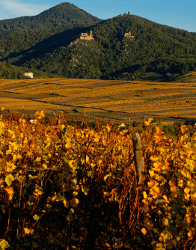 Domaine Louis Sipp — producteur local en province de Liège