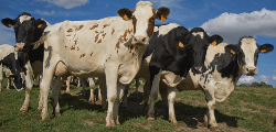 Ferme Des Cotaies