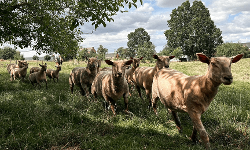 Ferme Schalenbourg Filles