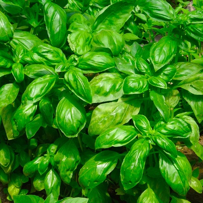Basilic