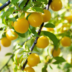 Prunes jaunes