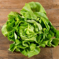Salade feuille de chêne verte