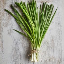 Oignon ciboule
