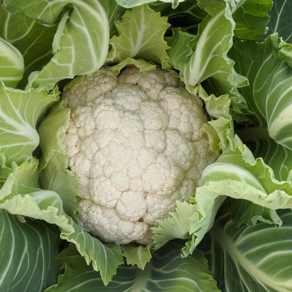 Chou-fleur