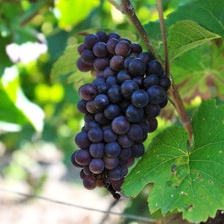 Raisins noirs black magic