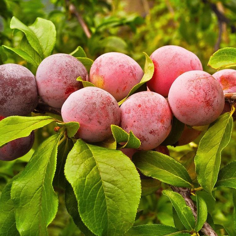 Prunes rouges