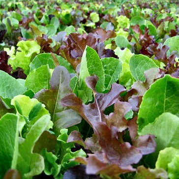 Mesclun