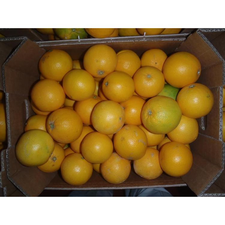 Orange Navel Bio Italie 12 kg Pré-commande