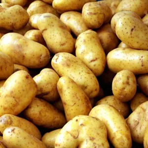 Pomme De Terre - Grenaille lavées (vrac)