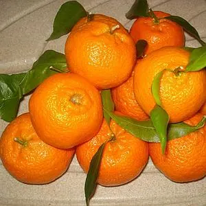 Clémentines Bio  Italie 10 kg pré commande