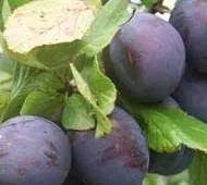 Prune bleue