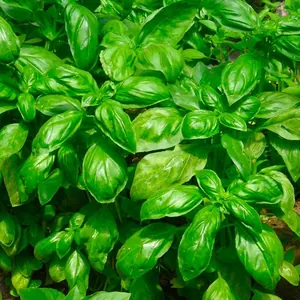 Basilic