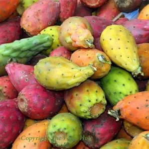 Figues de Barbarie