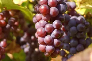 Raisins rouges