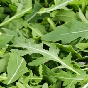 Roquette