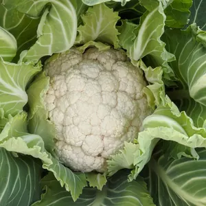 Chou-fleur