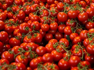 Tomates cerises