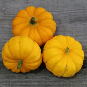 Courge Jack Be Little
