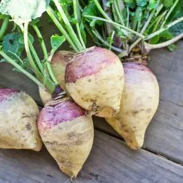 Rutabaga