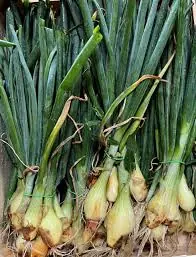 Oignon ciboule (botte)